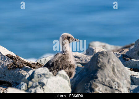 Antarctic skua, Brown Skua (Catharacta antarctica), chick sitting on a rock, Antarctica Stock Photo