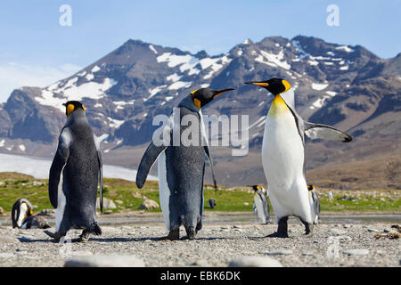 king penguin (Aptenodytes patagonicus), pair with outstretched wings, Suedgeorgien, St. Andrews Bay Stock Photo