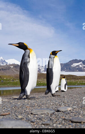 king penguin (Aptenodytes patagonicus), pair, one looking back, Suedgeorgien, St. Andrews Bay