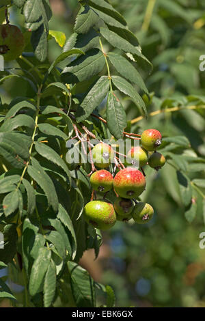 service-tree (Sorbus domestica), twigs with fruits Stock Photo