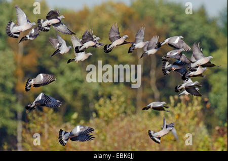 wood pigeon (Columba palumbus), flying up flock, Germany Stock Photo