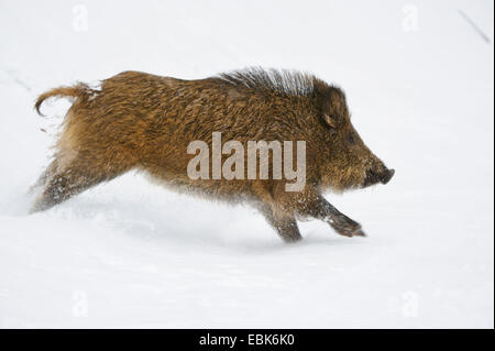 wild boar, pig, wild boar (Sus scrofa), running through the snow, Germany, Lower Saxony Stock Photo