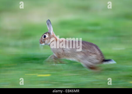 European rabbit (Oryctolagus cuniculus), fleeing, Germany, Schleswig-Holstein Stock Photo