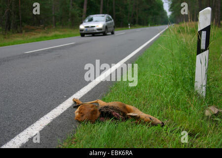 roe deer (Capreolus capreolus), dead deer at the roadside in a forest, Germany, Lower Saxony Stock Photo