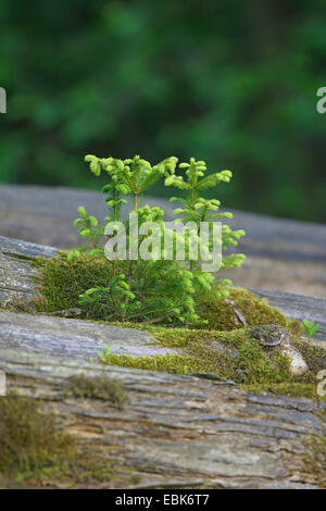norway spruce seedlings for sale