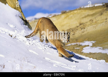 puma, mountain lion, cougar (Puma concolor, Profelis concolor), female cougar in snow walking, USA, Colorado Stock Photo