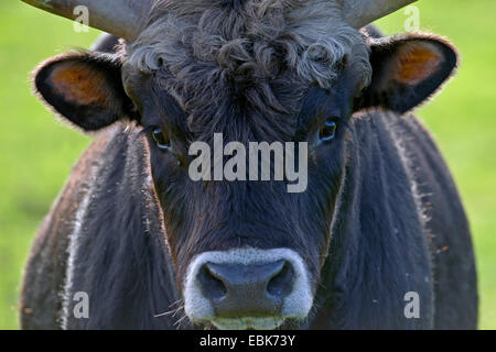 Heck cattle (Bos primigenius f. taurus), bull, portrait, Germany, Schleswig-Holstein Stock Photo