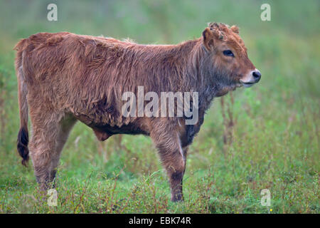 Heck cattle (Bos primigenius f. taurus), calf in a meadow, Germany, Schleswig-Holstein, Naturschutzgebiet Weidelandschaft Eidertal Stock Photo
