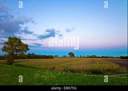 land behind the dyke with maize field and single tree in autumn, Germany, Lower Saxony, Osterholz, Neuenkirchen Stock Photo