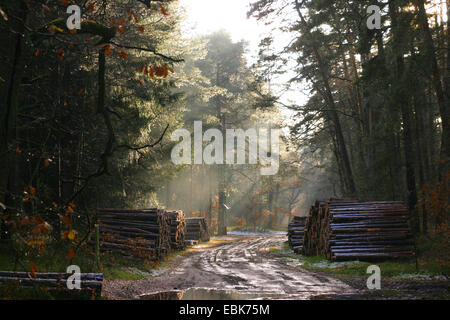 Douglas fir (Pseudotsuga menziesii), pile of wood of Douglas firs and pines at a forest road in winter, Germany, Lower Saxony Stock Photo