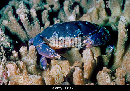floral egg crab (Atergatis floridus), on corals, crab with poisonous meat Stock Photo