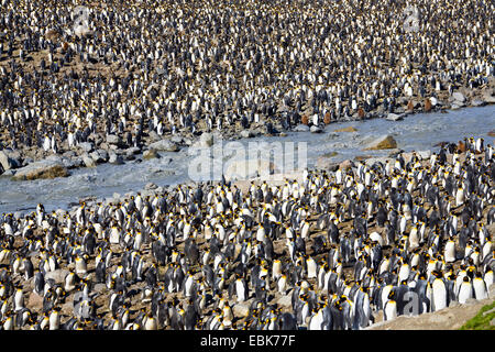 king penguin (Aptenodytes patagonicus), colony at a creek, Suedgeorgien, St. Andrews Bay Stock Photo