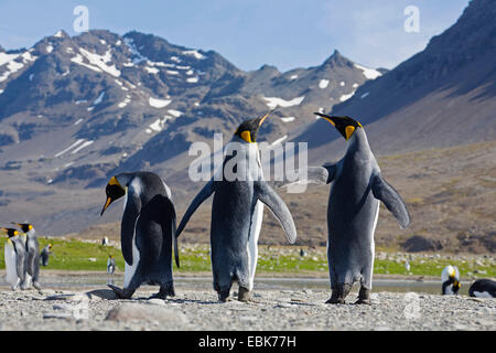 king penguin (Aptenodytes patagonicus), three penguins with outstretched wings, Suedgeorgien, St. Andrews Bay Stock Photo