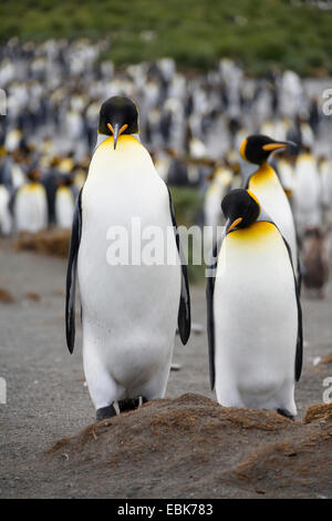 king penguin (Aptenodytes patagonicus), colony at the beach, Suedgeorgien, Gold Harbour