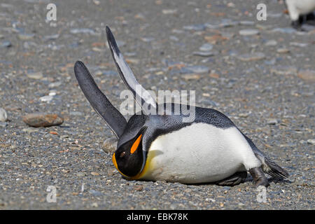 king penguin (Aptenodytes patagonicus), lying on the back in a breeding colony, Suedgeorgien, St. Andrews Bay