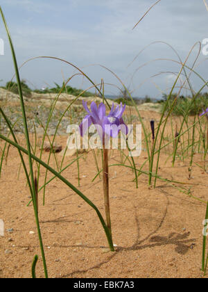 Iris double-bulbe (Moraea sisyrinchium, Gynandriris sisyrinchium), blooming, Greece, Peloponnese Stock Photo