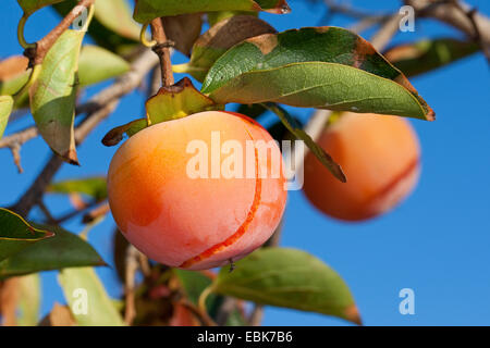 kaki plum tree, Japanese persimmon (Diospyros kaki), kaki fruits on a tree Stock Photo
