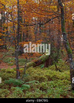 autumn forest in Higher Vosges, France, Alsace, Vosges Mountains, NSG Tanet-Gazon du Fang Stock Photo