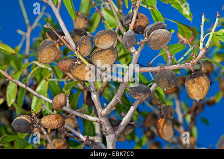 Almond (Prunus dulcis, Prunus amygdalus, Amygdalus communis, Amygdalus dulcis), ripe fruits on a tree Stock Photo