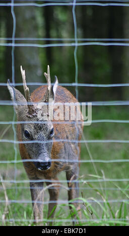 roe deer (capreolus capreolus), roe buck behind a fence, Germany, Lower Saxony Stock Photo