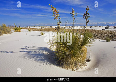 soaptree (Yucca elata), in gypsum dune field in backlight, USA, New Mexico, White Sands National Monument Stock Photo