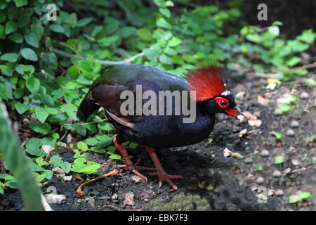 crested wood partridge (Rollulus roulroul), male with a grain in the beak Stock Photo