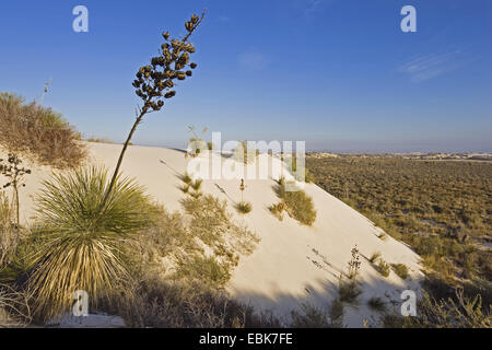 soaptree (Yucca elata), in gypsum dune field, USA, New Mexico, White Sands National Monument Stock Photo