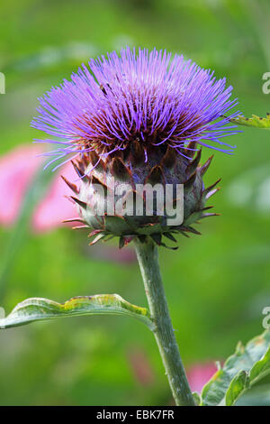 artichoke thistle, cardoon (Cynara cardunculus), blooming Stock Photo