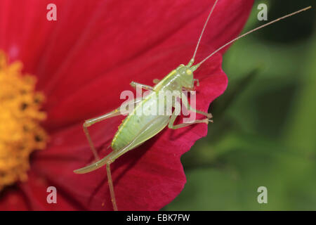 great green bushcricket (Tettigonia viridissima), female sitting on a red petal, Germany Stock Photo