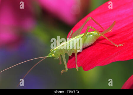 great green bushcricket (Tettigonia viridissima), female sitting on a red petal, Germany Stock Photo