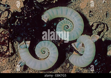 Ram's horn squid, common spirula (Spirula spirula), three Spirula shells lying in the sand Stock Photo