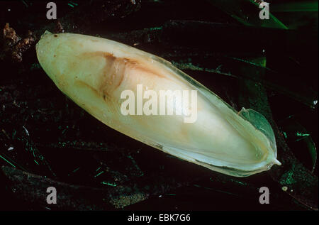 common cuttlefish (Sepia officinalis), cuttlebone Stock Photo