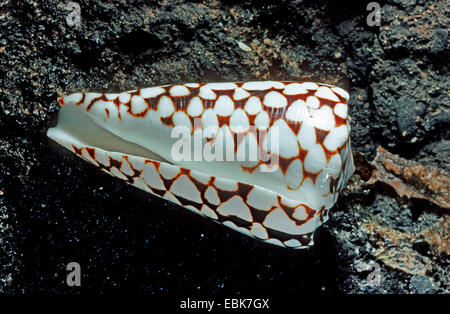 marble cone, marbled cone (Conus marmoreus), shell on moist rock Stock Photo