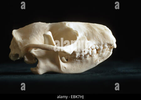 Western hedgehog, European hedgehog (Erinaceus europaeus), skull Stock Photo