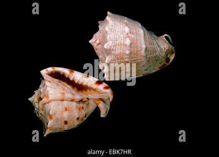 horned helmet, giant helmet (Cassis cornuta), two snail-shells Stock Photo