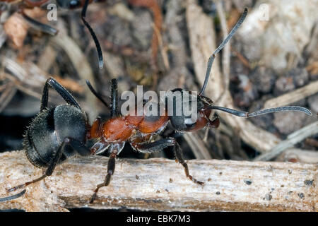 European Red Wood Ant (Formica pratensis), creeping on a sprout, Germany Stock Photo