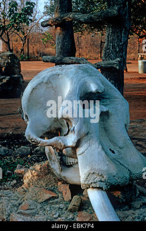 African savannah elephant, African elephant (Loxodonta africana oxyotis), skull lying in a park as a decorative object Stock Photo