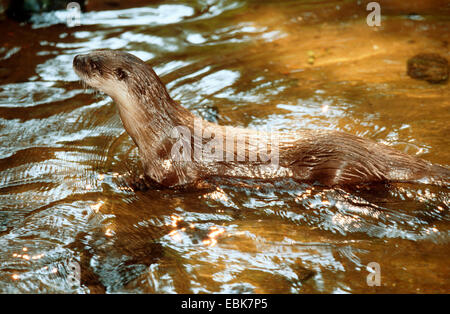 North American river otter, Canadian otter (Lutra canadensis), standing in the shallow water of a river Stock Photo