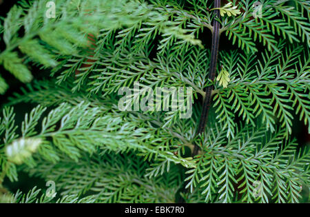 Alpine water fern (Blechnum penna-marina), leaflets Stock Photo