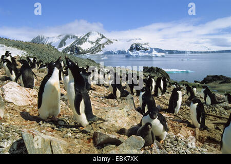 adelie penguin (Pygoscelis adeliae), Adelie Penguins colony, Antarctica, Hope Bay Stock Photo