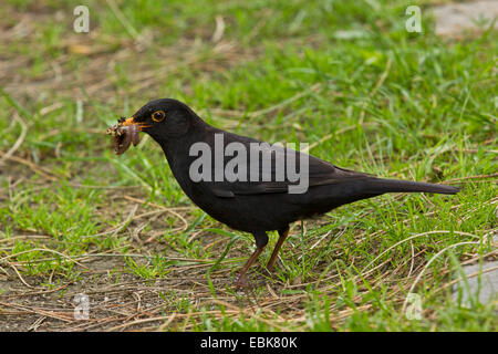 blackbird (Turdus merula), male with earth worm in the beak, Germany, Bavaria Stock Photo