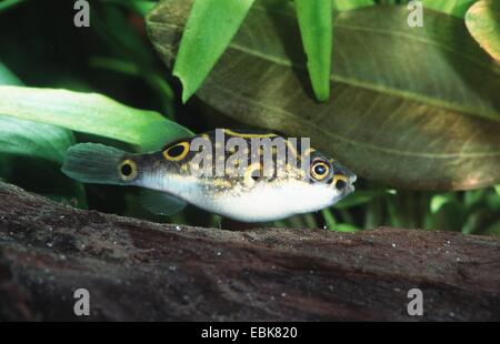 puffer fish, figure-eight puffer, striped puffer (Tetraodon steindachneri, Tetraodon biocellatus) Stock Photo