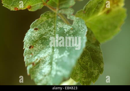 rose leafhopper (Typhlocyba rosae, Edwardsiana rosae), damage of a rose leaf Stock Photo