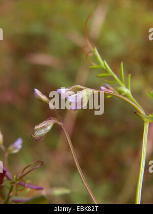 hairy tare, hairy vetch (Vicia hirsuta), blooming with young fruit, Germany Stock Photo
