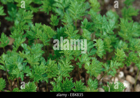 celery leaf lovage (Ligusticum mutellina), leafes Stock Photo