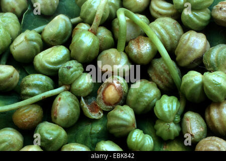 Indian cress, common nasturtium, garden nasturtium, medical plant, medical plants, medicinal plant, medicinal plants, herbalism, useful plant, useful plants, homeopathy, traditional medicine, folk medicine (Tropaeolum majus), fruits Stock Photo