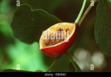 caper, alcaperro, caper berry, caper bud, caper bush, caper fruit, smooth caper, spiny caper, medical plant, medical plants, medicinal plant, medicinal plants, herbalism, useful plant, useful plants, homeopathy, traditional medicine, folk medicine (Capparis spinosa), open fruit Stock Photo