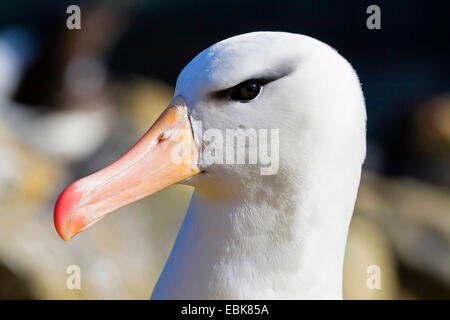 Black-browed albatross (Thalassarche melanophrys, Diomedea melanophris), portrait, Falkland Islands Stock Photo