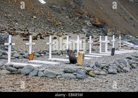 Antarctic fur seal (Arctocephalus gazella), crossing the cemetery of the Argentine base Orcadas, Antarctica, South Orkney Islands, Laurie Island Stock Photo