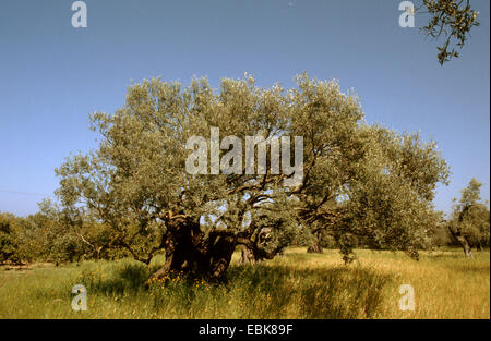 olive tree (Olea europaea ssp. sativa), large single tree in a meadow, Greece Stock Photo